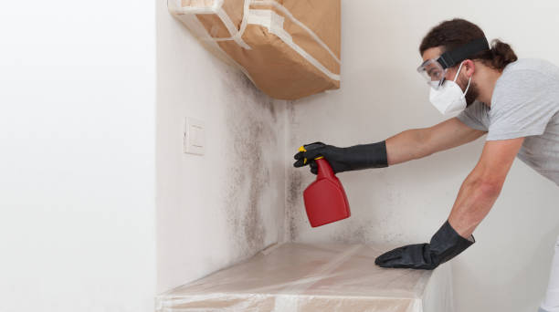 Professional Mold Removal technician working in Carlisle, MA