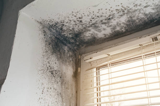 Affordable Mold Removal solutions in Carlisle, MA